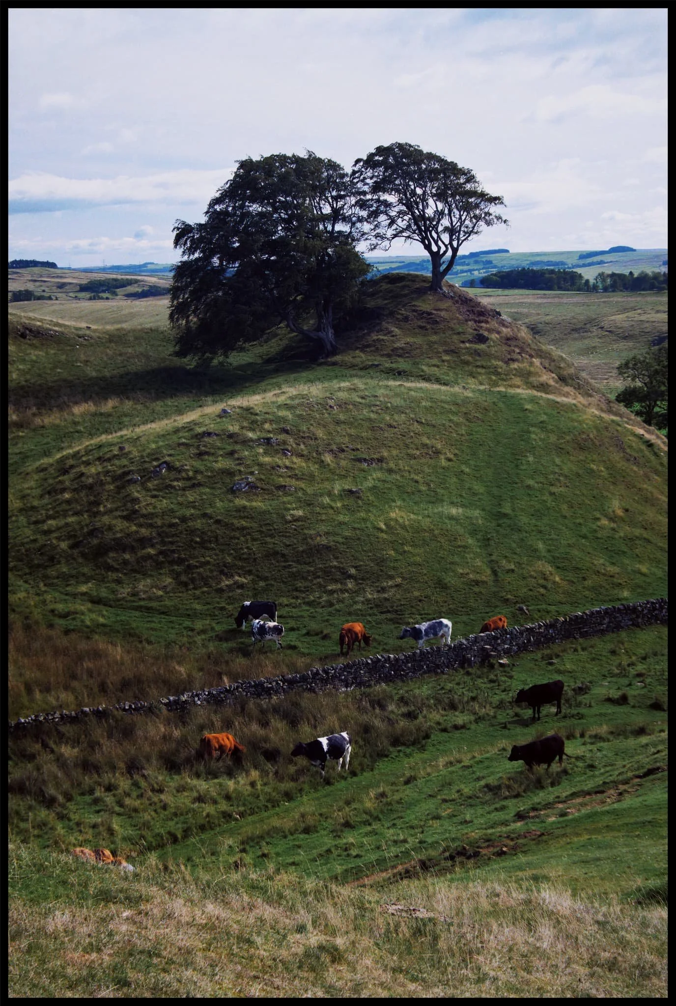  A pleasing Northern English scene, featuring trees growing from a solitary crag with cows grazing peacefully below. 