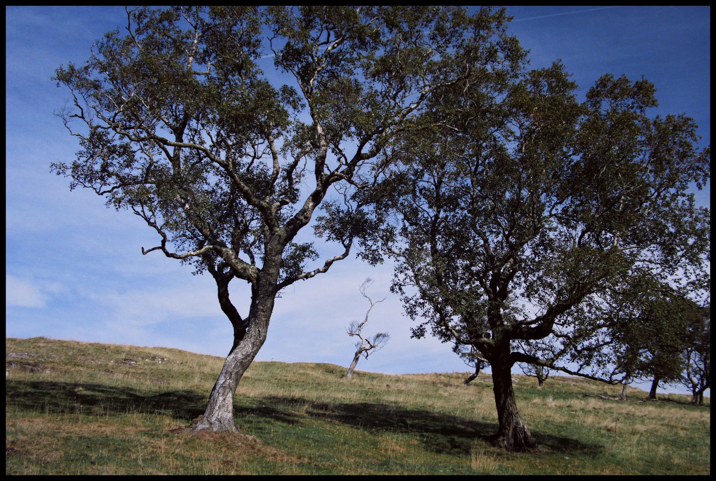  On the path heading up to the top of the crags, Lisabet and I spotted this lovely simple composition of two trees framing a smaller one in the distance. Nothing fancy, but pleasing nonetheless. 