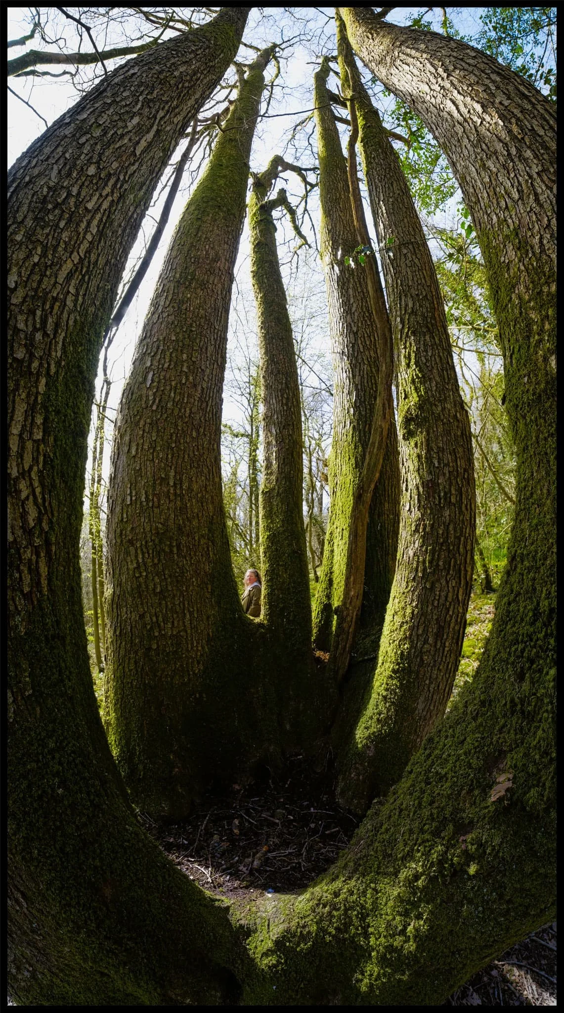  My favourite tree in Warriner&rsquo;s Wood. Or rather, a collection of trees sharing the same root system. I elected to attach my 9mm ultra-wide lens and make a 6-shot vertorama of this tree, from bottom to top. Pretty happy with how it came out! 