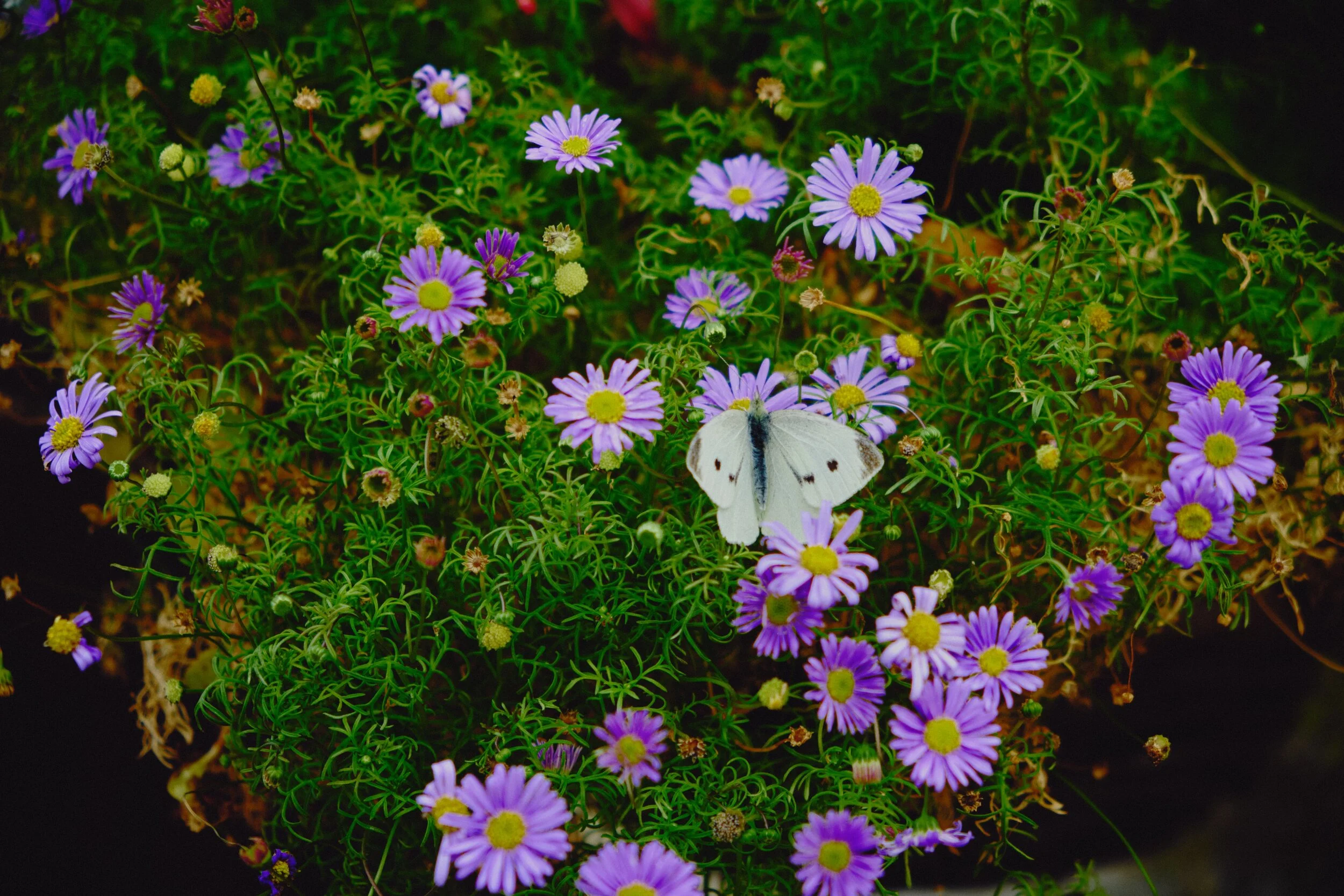  Whilst waiting for Lisabet, I noticed a small butterfly land on plant pot near and seemed preoccupied enough for me to snag a photo or two of it. Turns out this is a Small White butterfly, or  Pieris rapae . 