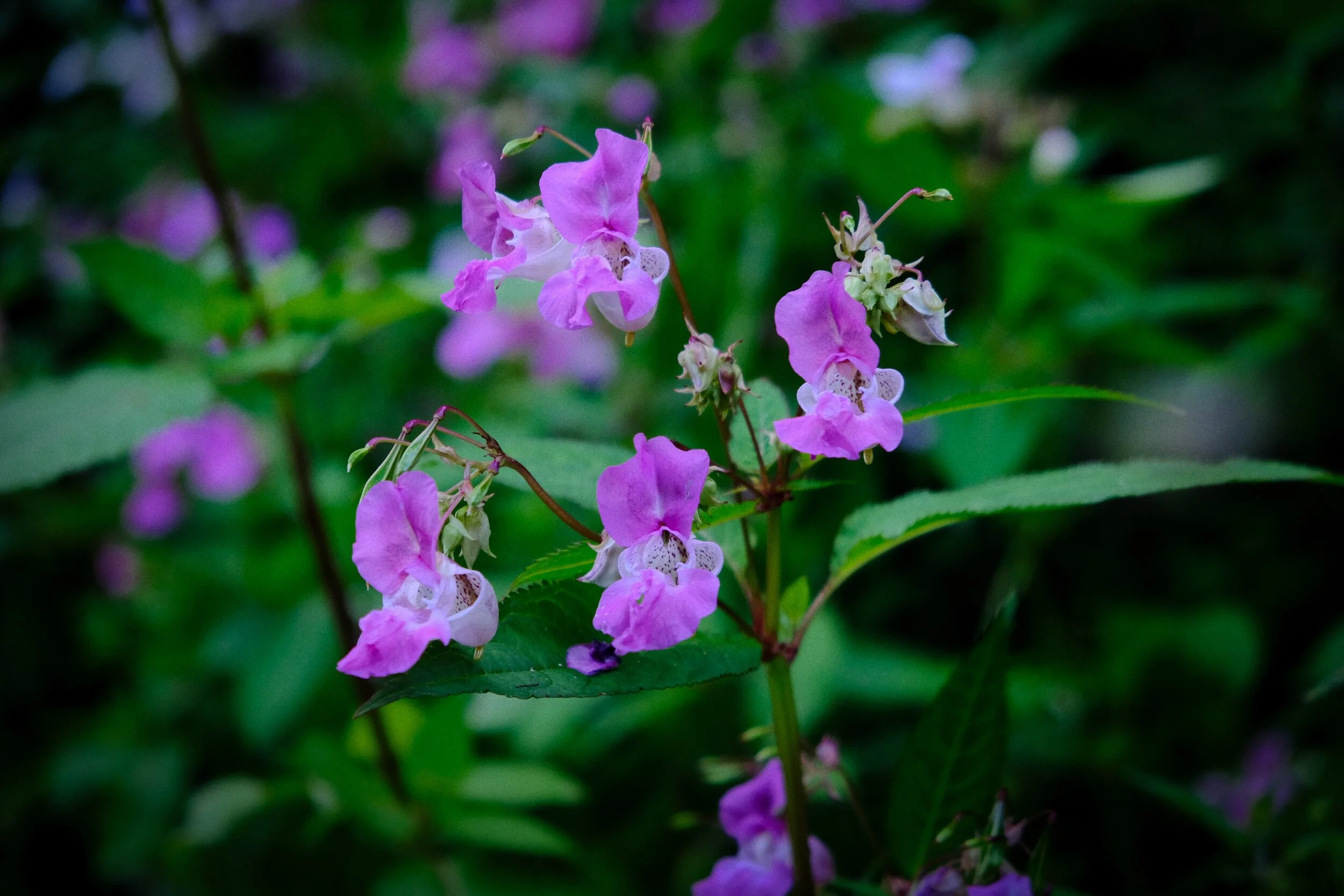  This is  Impatiens glandulifera , also known as &ldquo;policeman&rsquo;s helmet&rdquo;, &ldquo;bobby tops&rdquo;, &ldquo;copper tops&rdquo;, and &ldquo;gnome&rsquo;s hatstand&rdquo;. Originally native to the Himalayas, now classed as an invasive species (Velvia, ISO800, f/4.0, 1/100sec. @ 55mm) 
