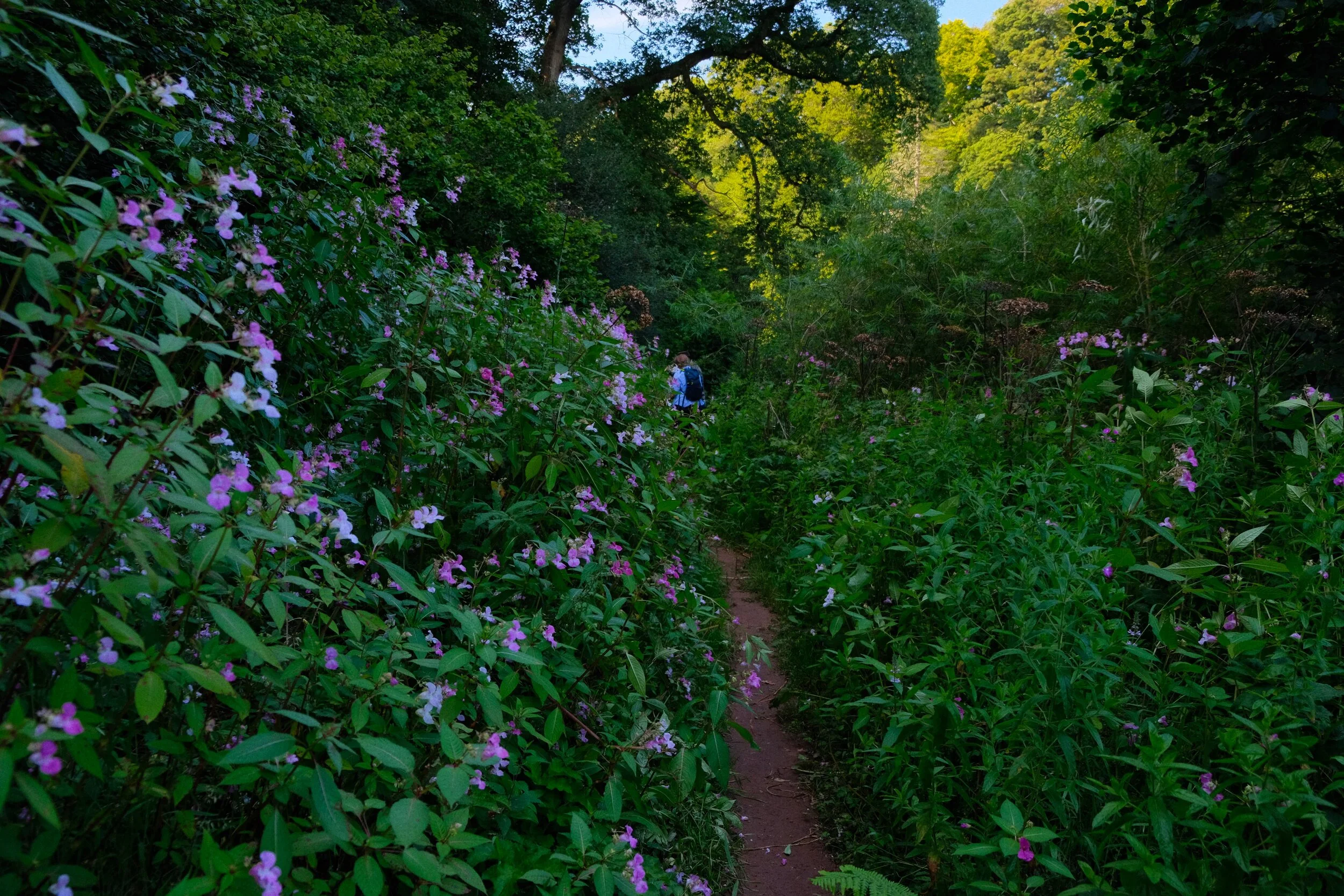  There were  a lot  of bobby tops by the River Eden (Provia, ISO800, f/3.4, 1/200sec. @ 18mm) 
