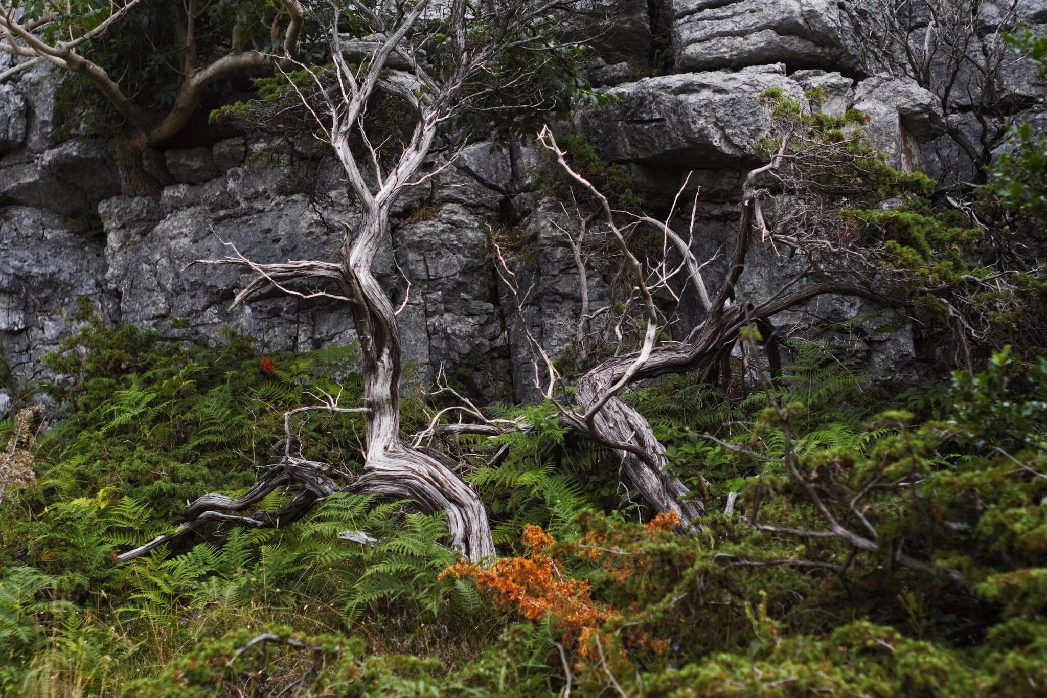  We closed in on the limestone wall that serves as a natural perimeter of the Whitbarrow Nature Reserve. I couldn&rsquo;t resist these curving shapes offered by a pair of juniper trees set against the escarpment. 