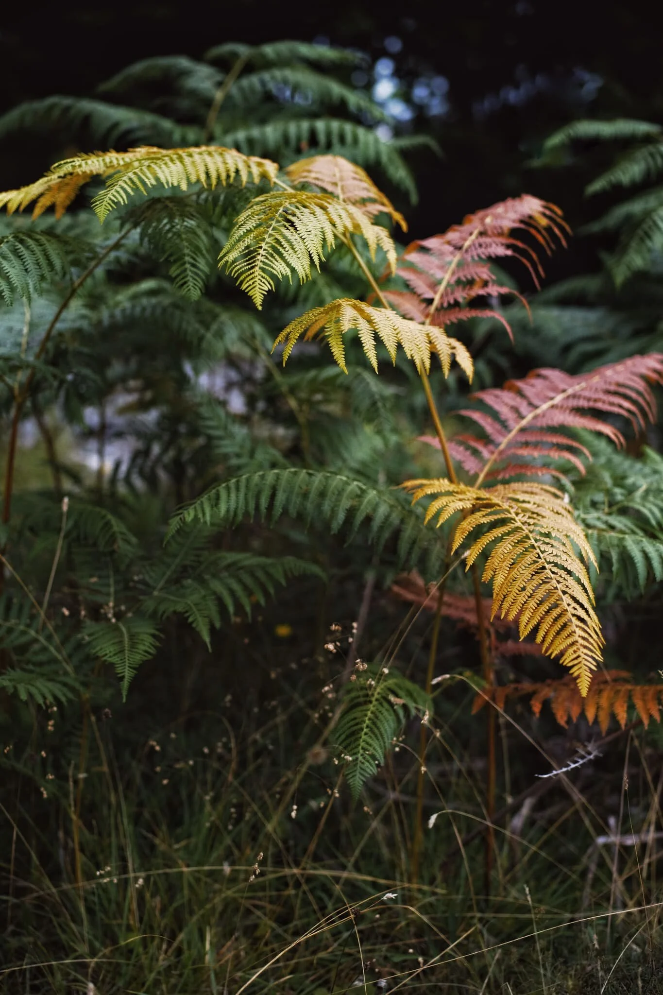  Despite only being the first day of August, some of the abundant fern was  already changing into its autumn colours. 