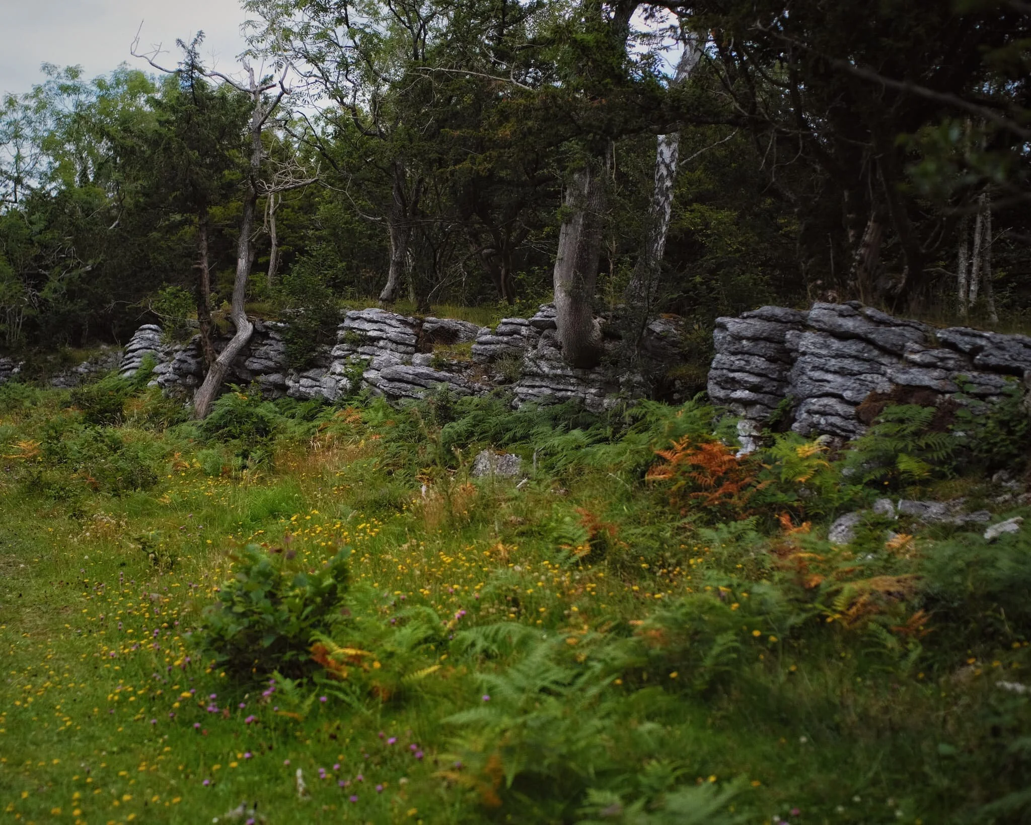  As we neared the Township Plantation once again, the Nature Reserve opened up and we found this beautiful world of limestone columns, stunted trees, and the floor carpeted in flowers. Like a lost world. 