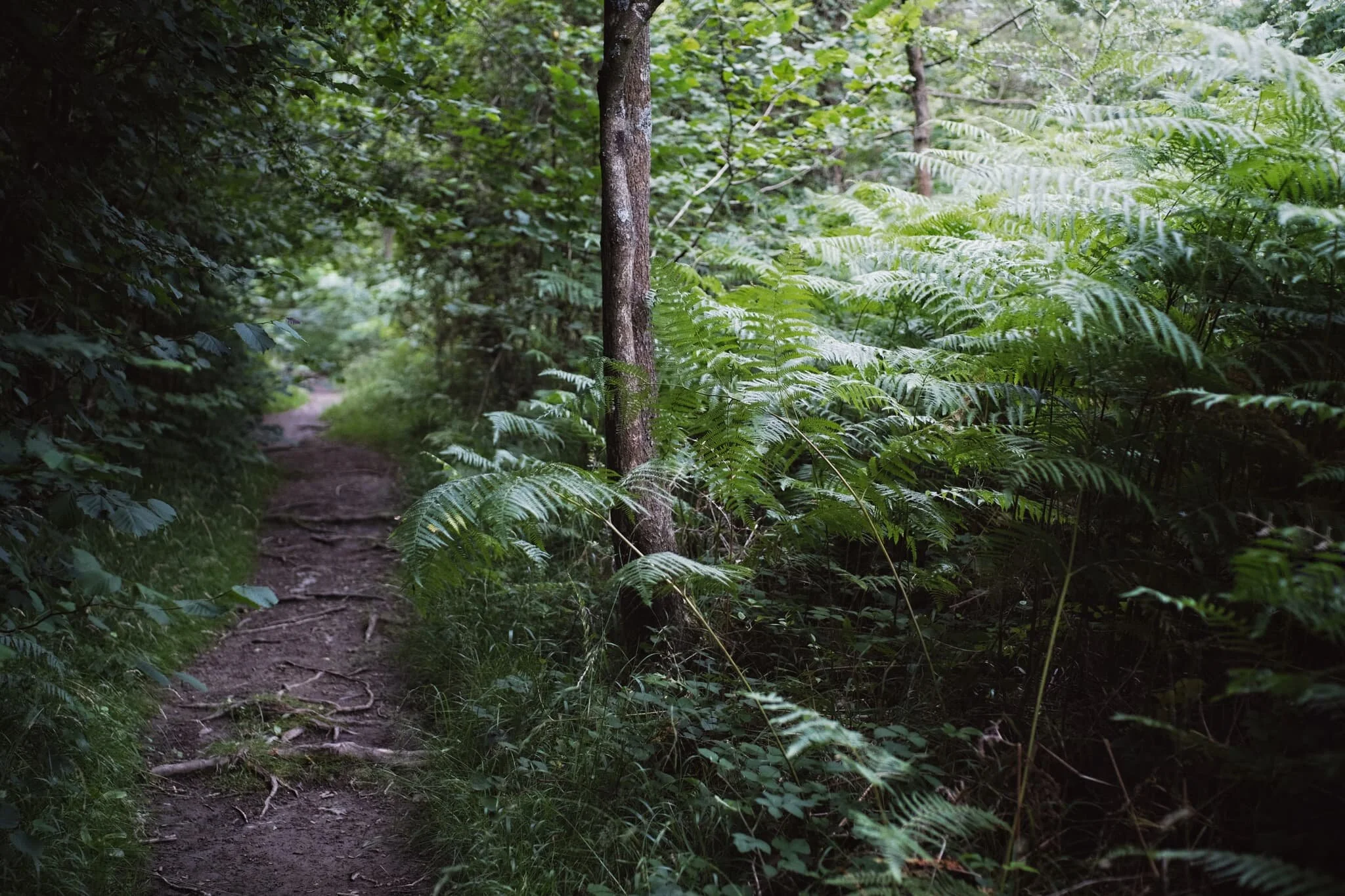  The hike up and through the Township Plantation to get onto the fell gave us an indication of how fecund Whitbarrow was in comparison to March. Ferns  everywhere . 