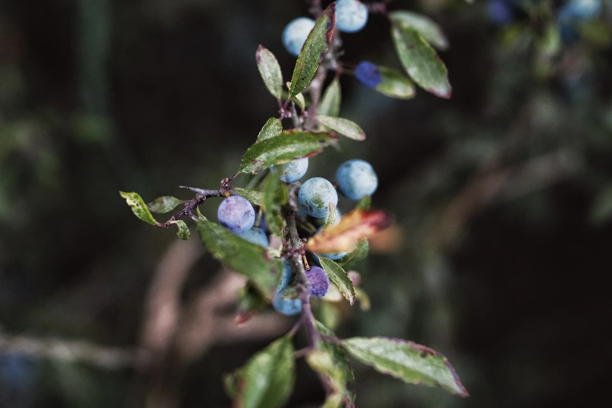  The area around Whitbarrow seems to be a veritable treasure trove for wild food foragers! Near where we parked, we found a hedge full of sloe or blackthorn,  Prunus spinosa . Anyone fancy making some sloe gin? 