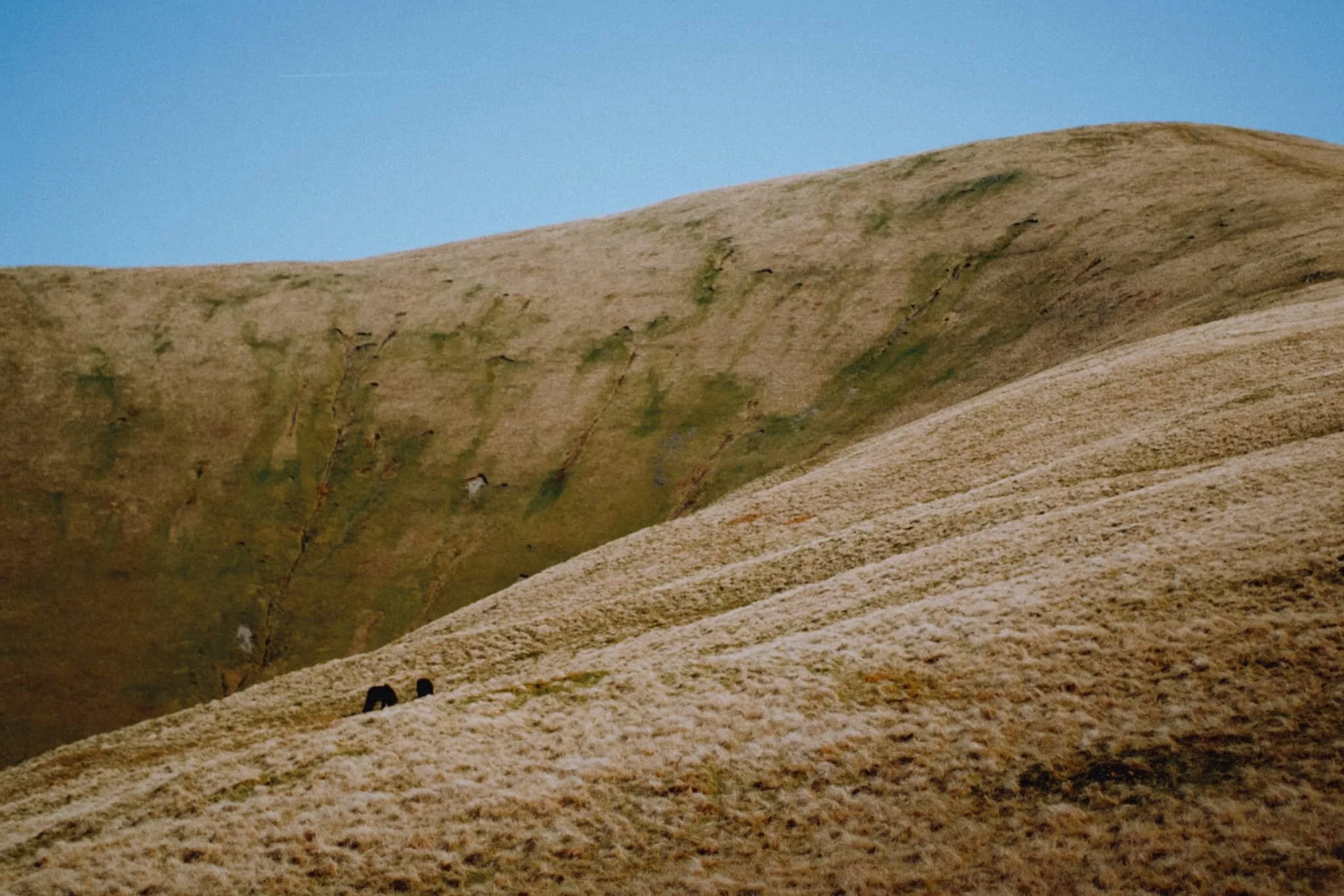  Fell ponies grazing peacefully on the flanks of Green Mea. 