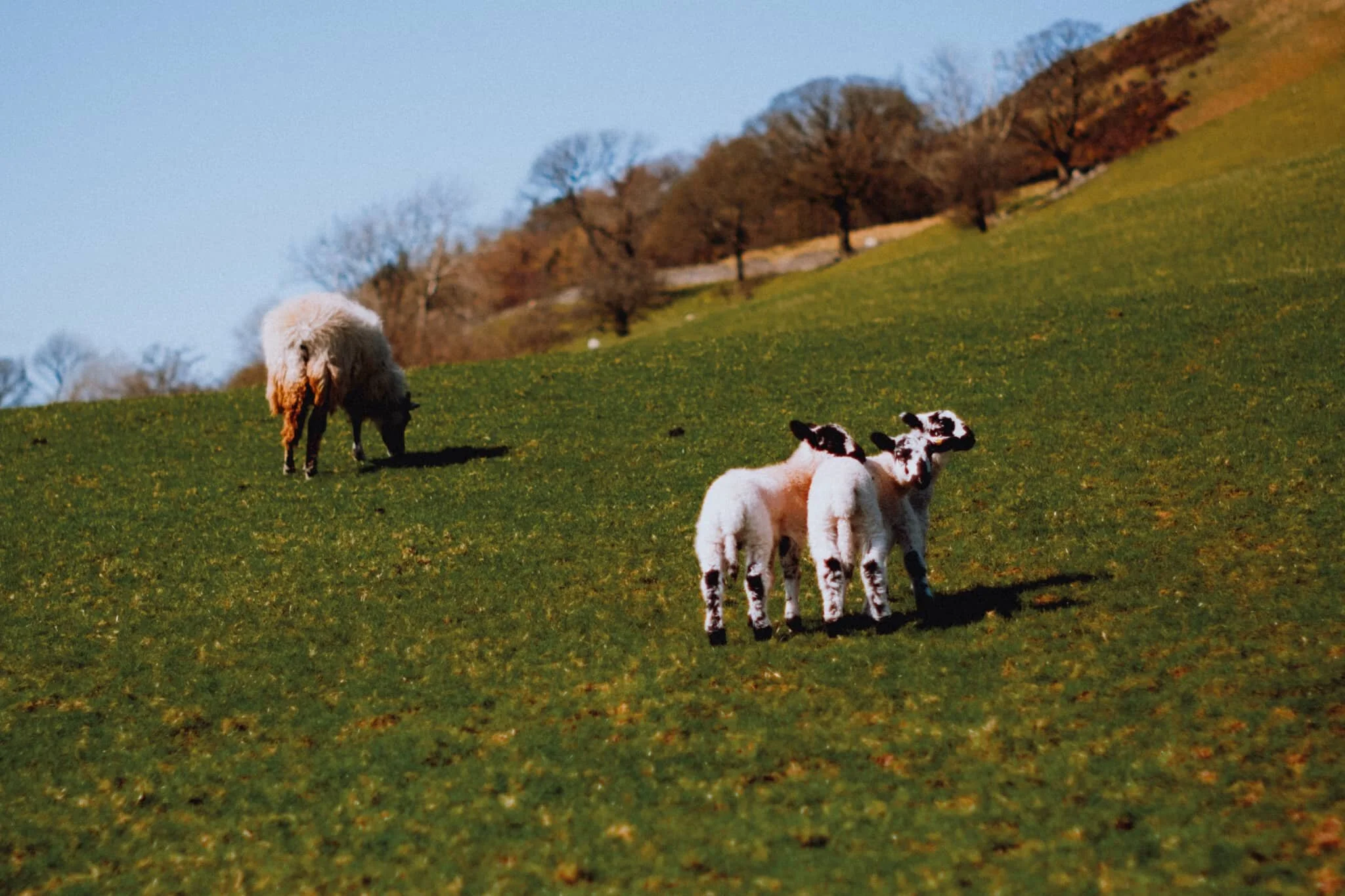  Swaledale lambs, being adorably playful. 
