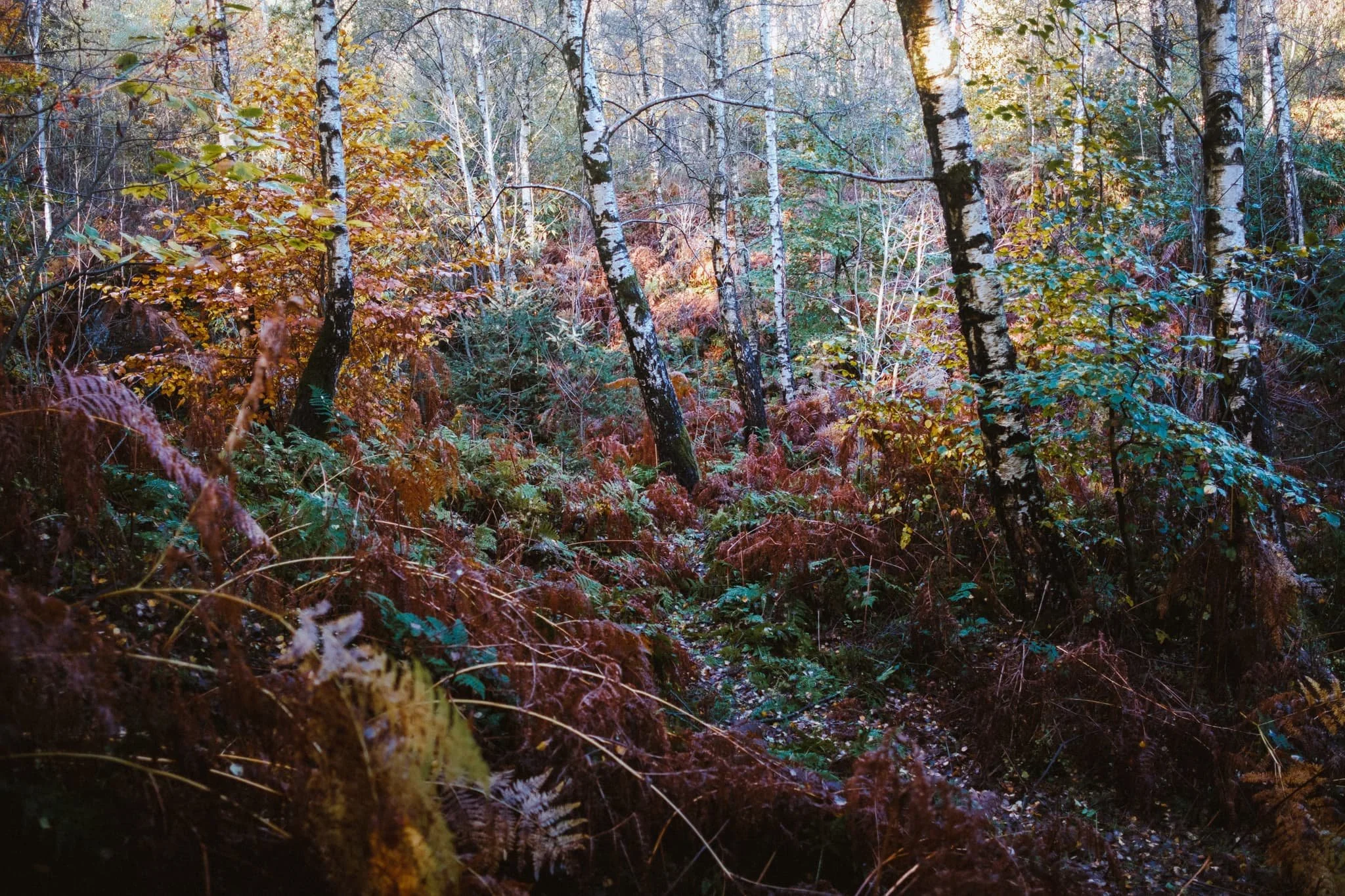  Beacon Pike is covered in a dense woodland known as Beacon Plantation. The autumn colours were glorious. 